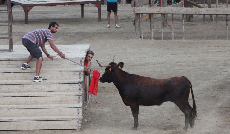 Correbous a Deltebre. 