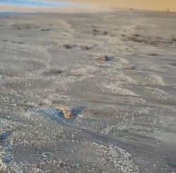 La playa de Famara, en Lanzarote, cubierta de microplásticos.