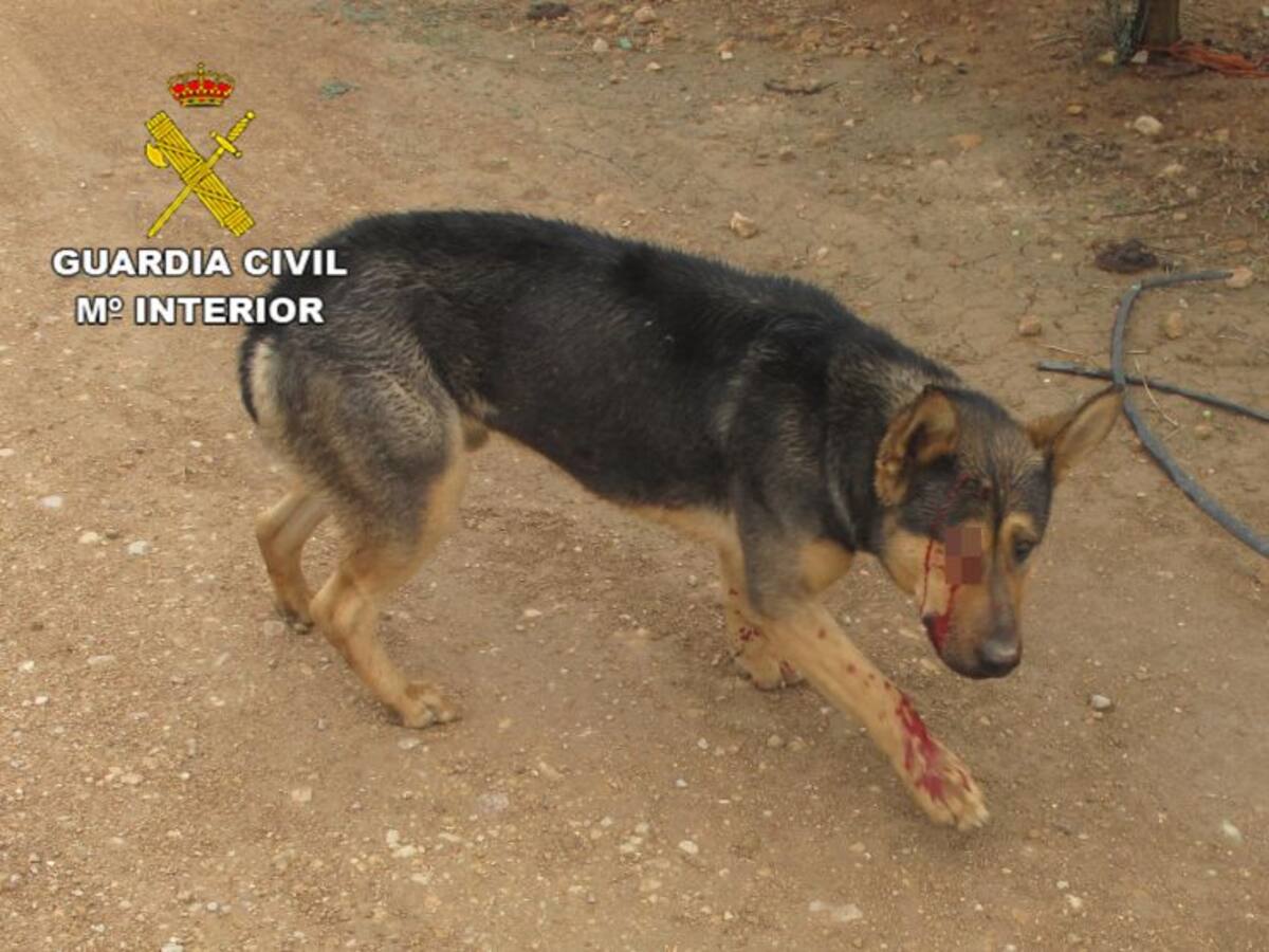 Detienen a un hombre acusado de disparar en la boca y el ojo a su perro