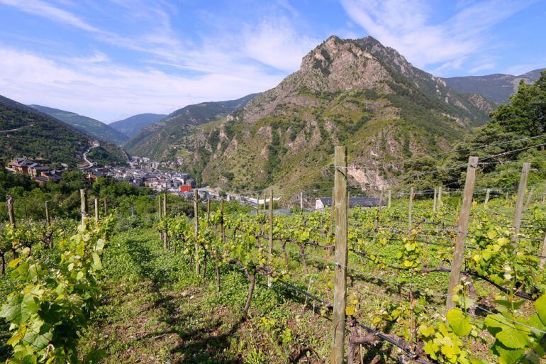 Vista de les vinyes de Casa Beal.
