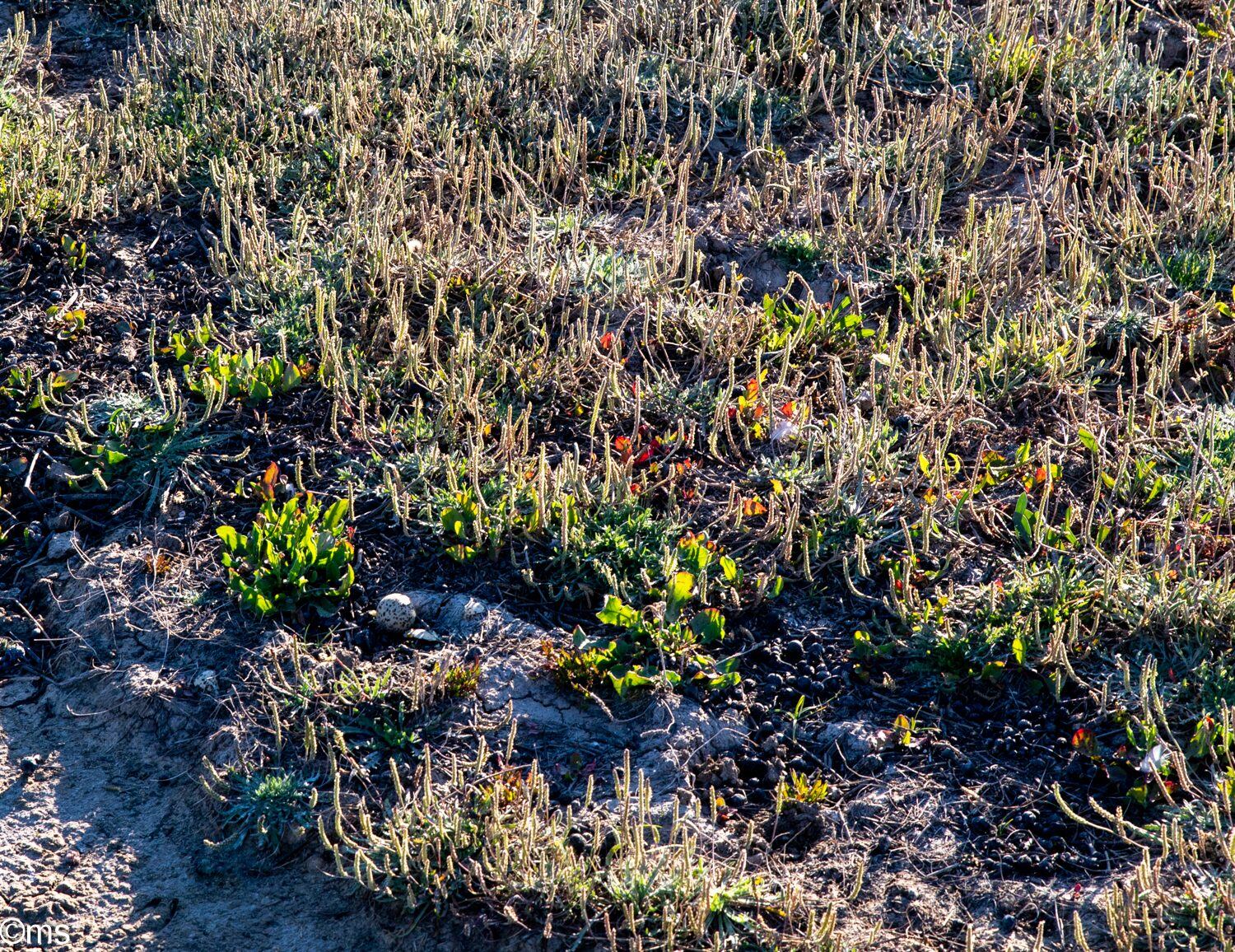 Espacio Natural de Doñana (mayo de 2025)
