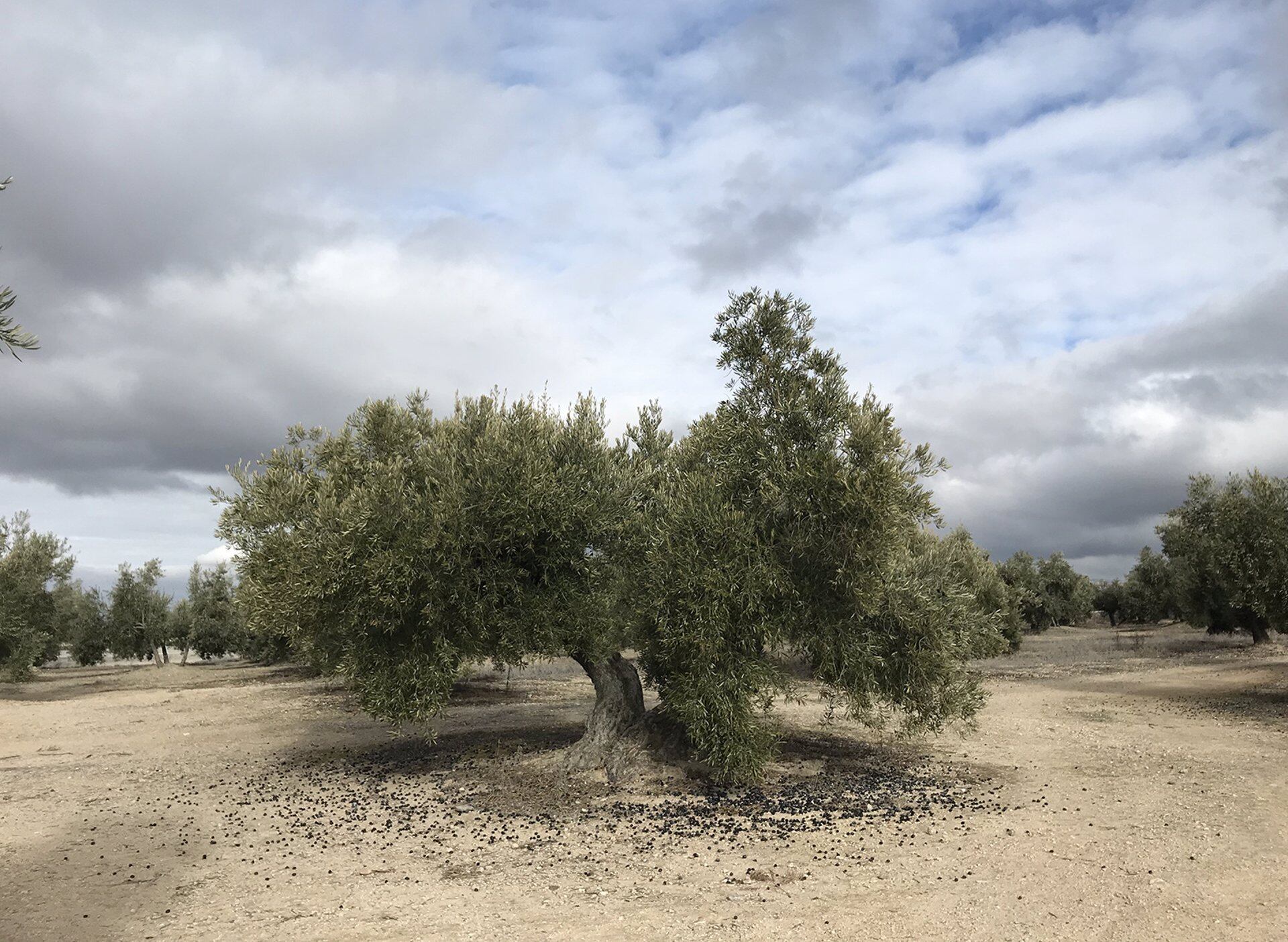 Olivos en Jaén.