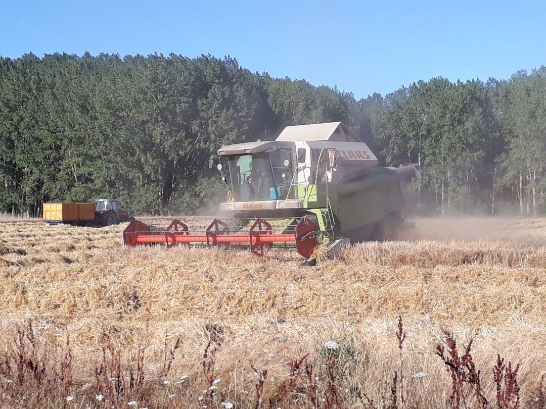 Comienza la cosecha en Palencia