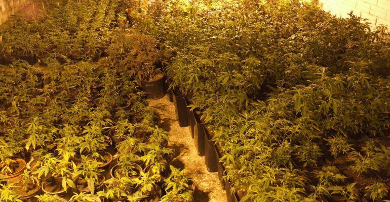 Fotogaría de archivo de los Mossos d&#039;Esquadra de una plantación de marihuana, oculta en una granja.