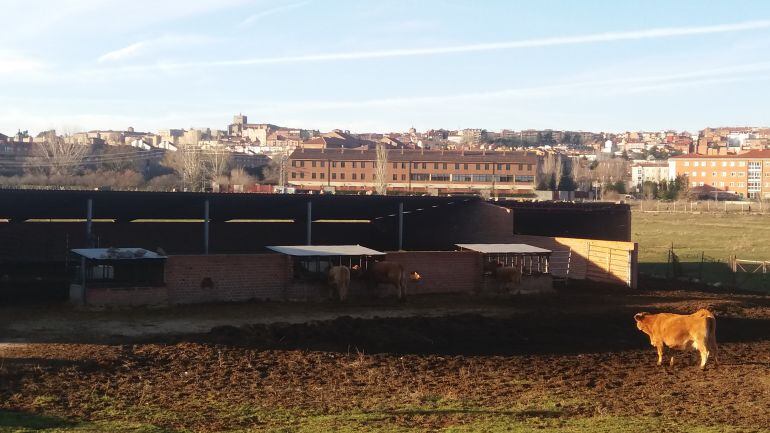 Vaquería en la zona sur de Ávila