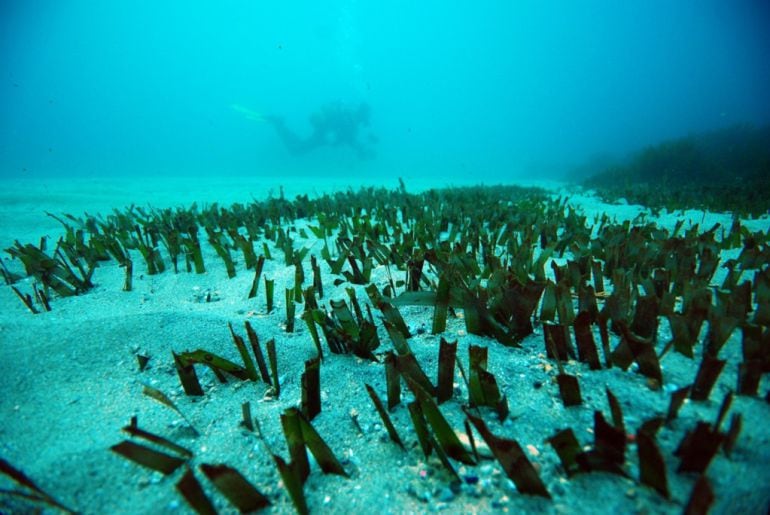 Un submarinista contempla una praderia de posidònia a les illes Medes. ACN