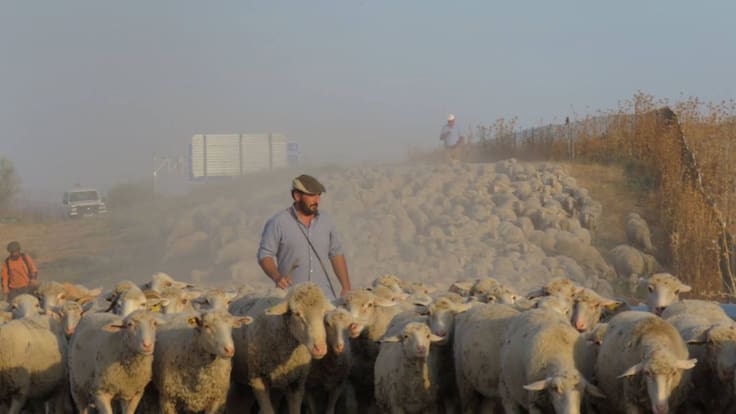 Entrevista a Miguel Molina, ganadero y pastor de ovejas merinas. Hoy por hoy Córdoba