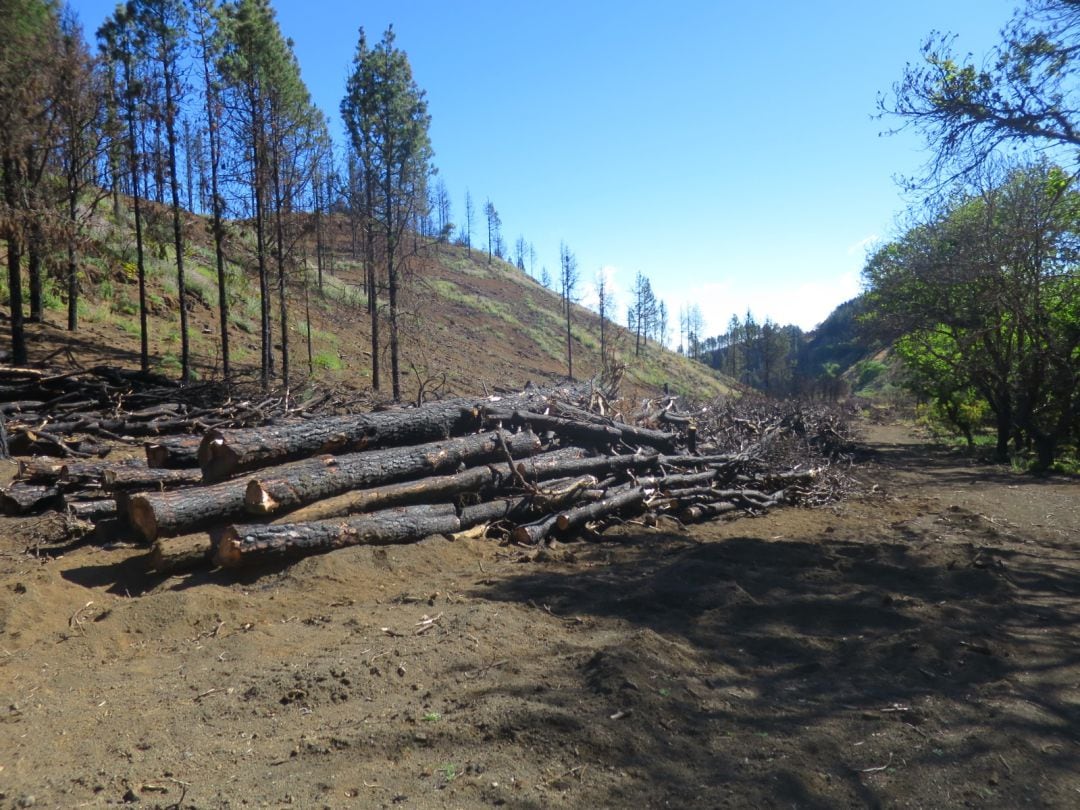 Zona afectada por el incendio en 2019