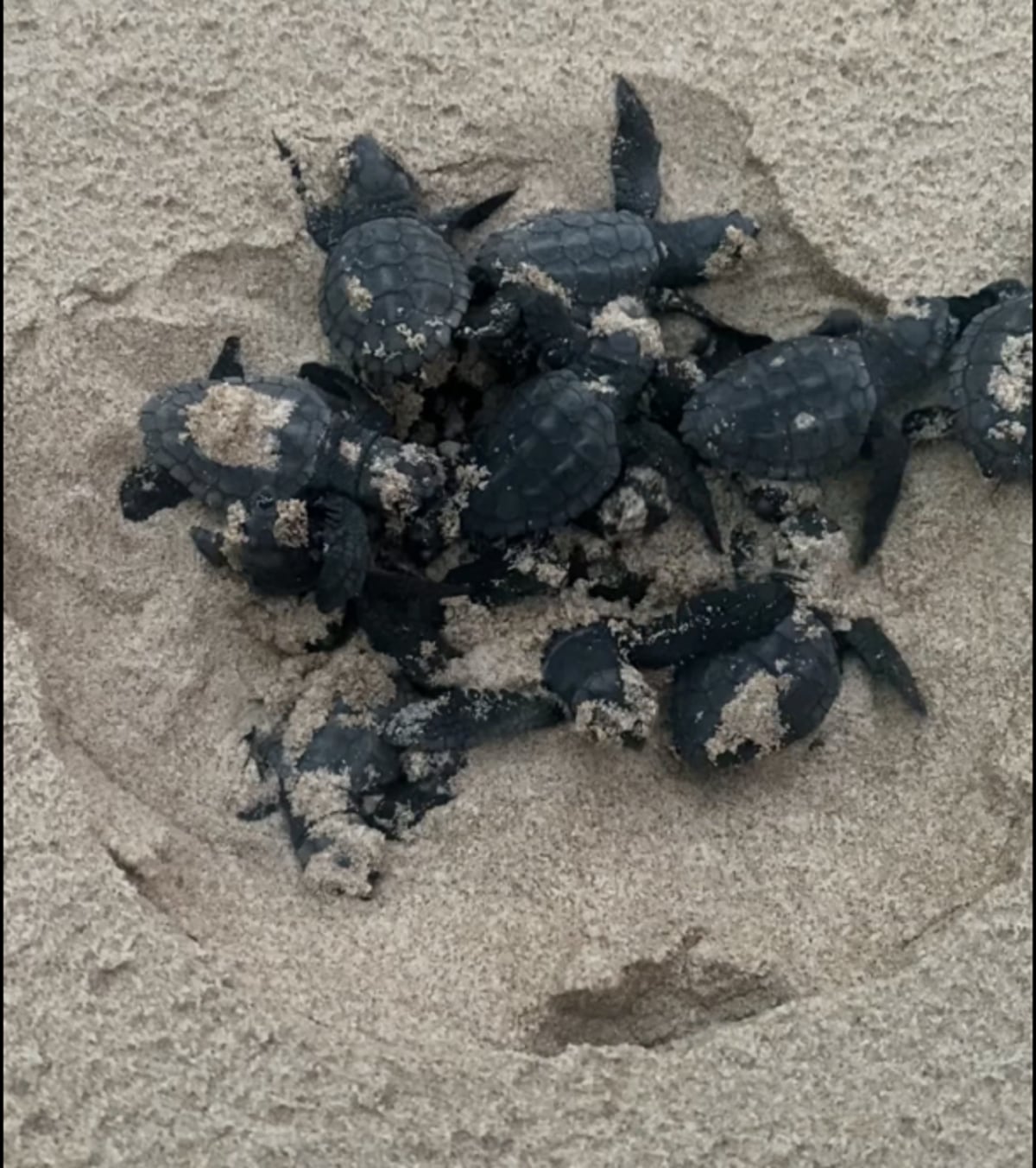 Nacimiento de las 68 tortugas bobas en la playa de La Punta (València)