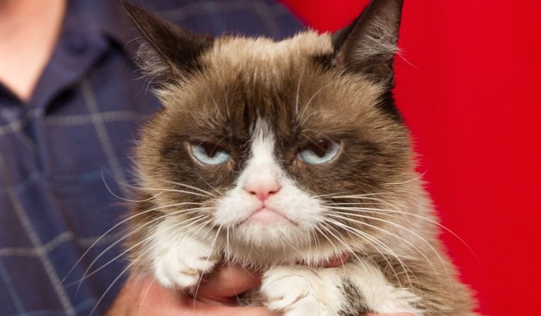 Grumpy Cat, el gato que se hizo famoso al convertirse en meme.