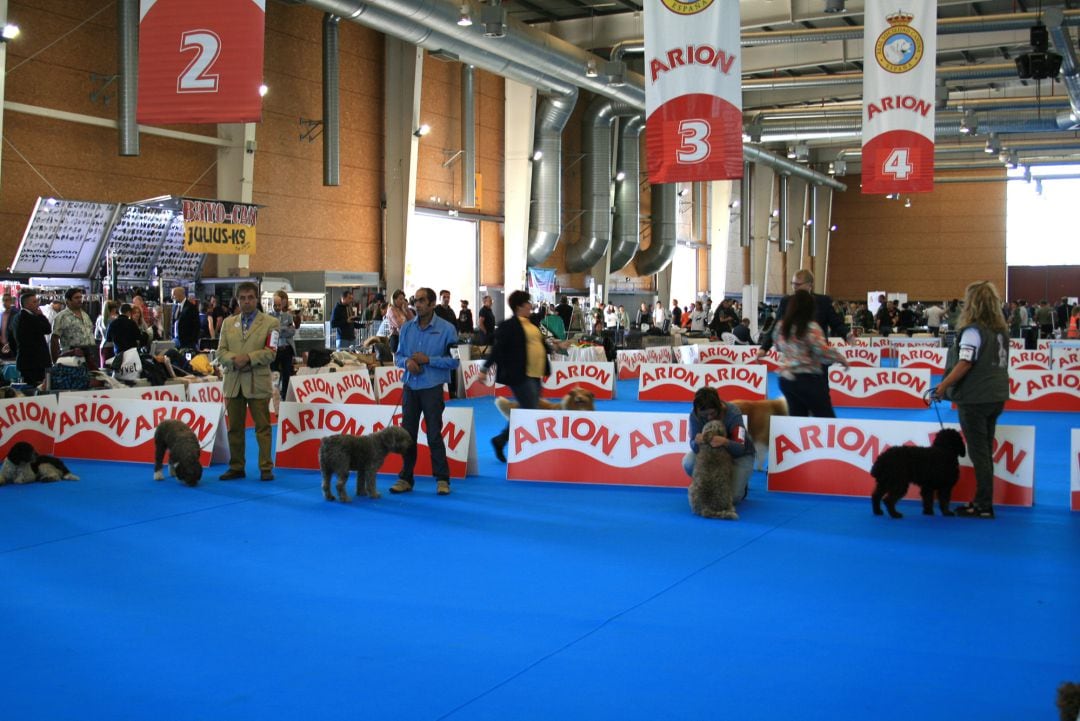 Concurso internacional canino