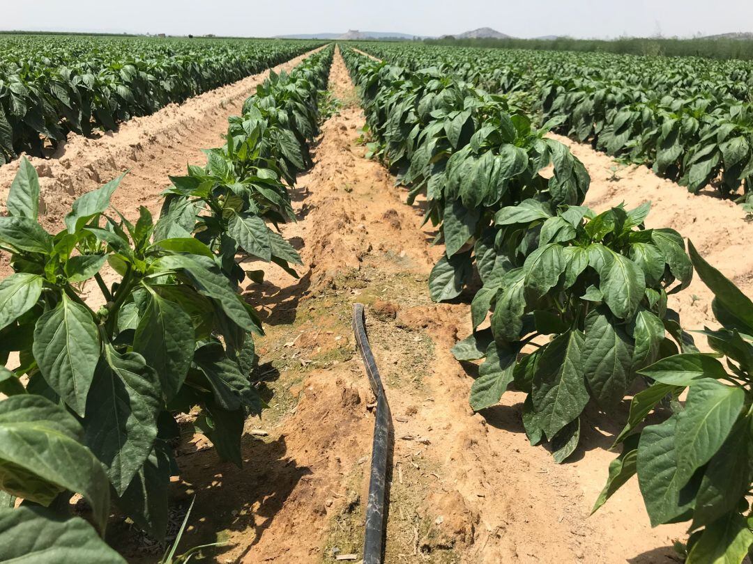 Plantaciones en zonas de regadío