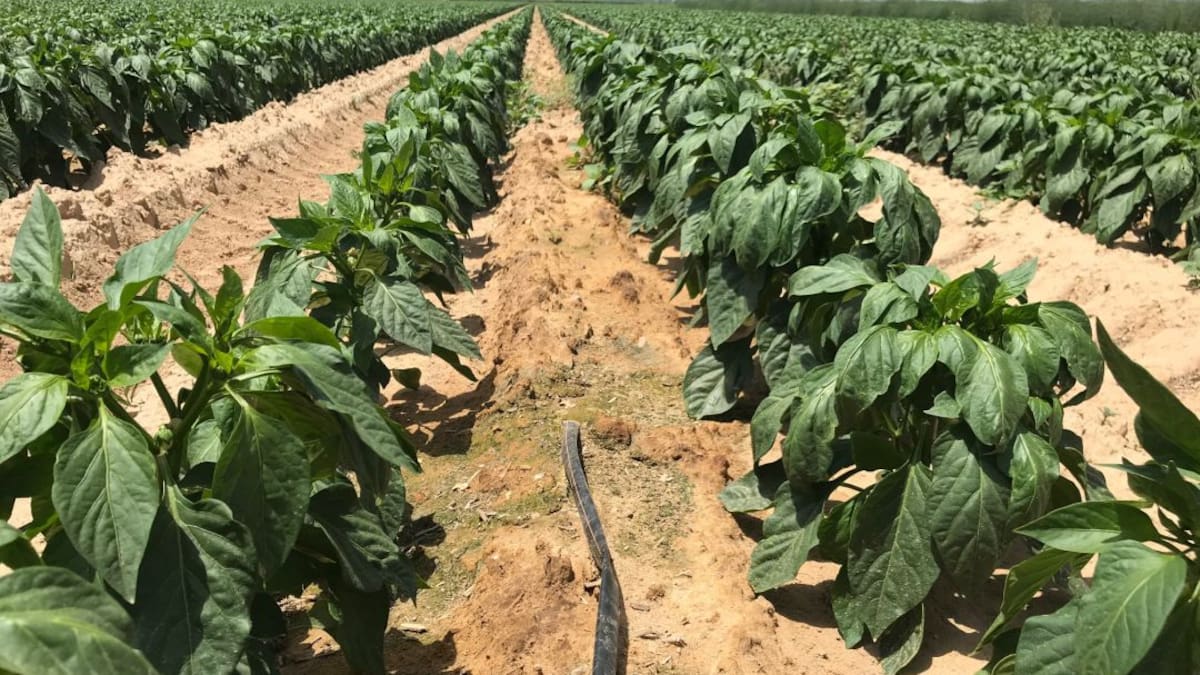 ENTREVISTA ISIDO HURTADO COMUNIDAD REGANTES TIERRA DE BARROS