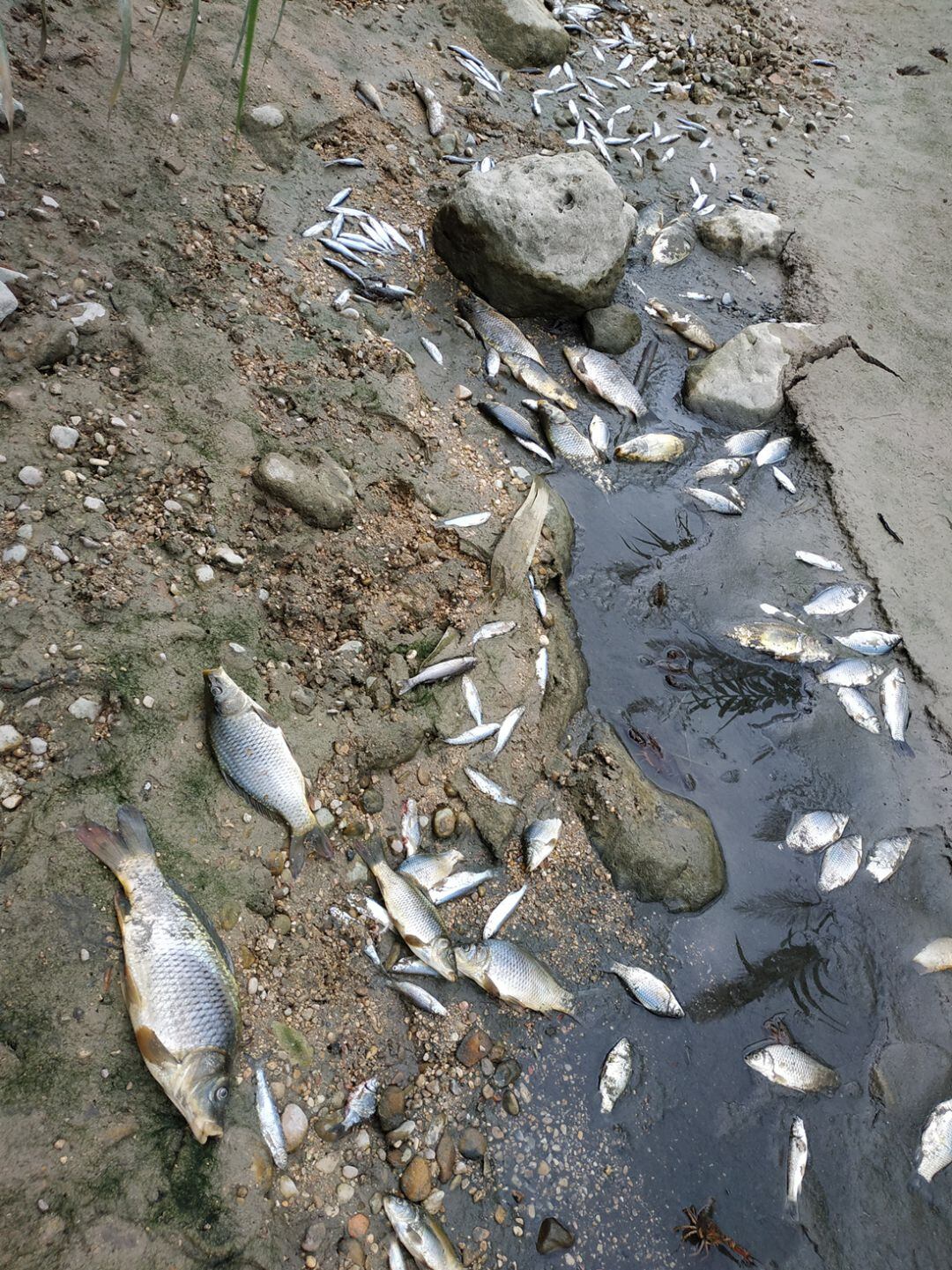 Peces muertos en el riu Serpis 