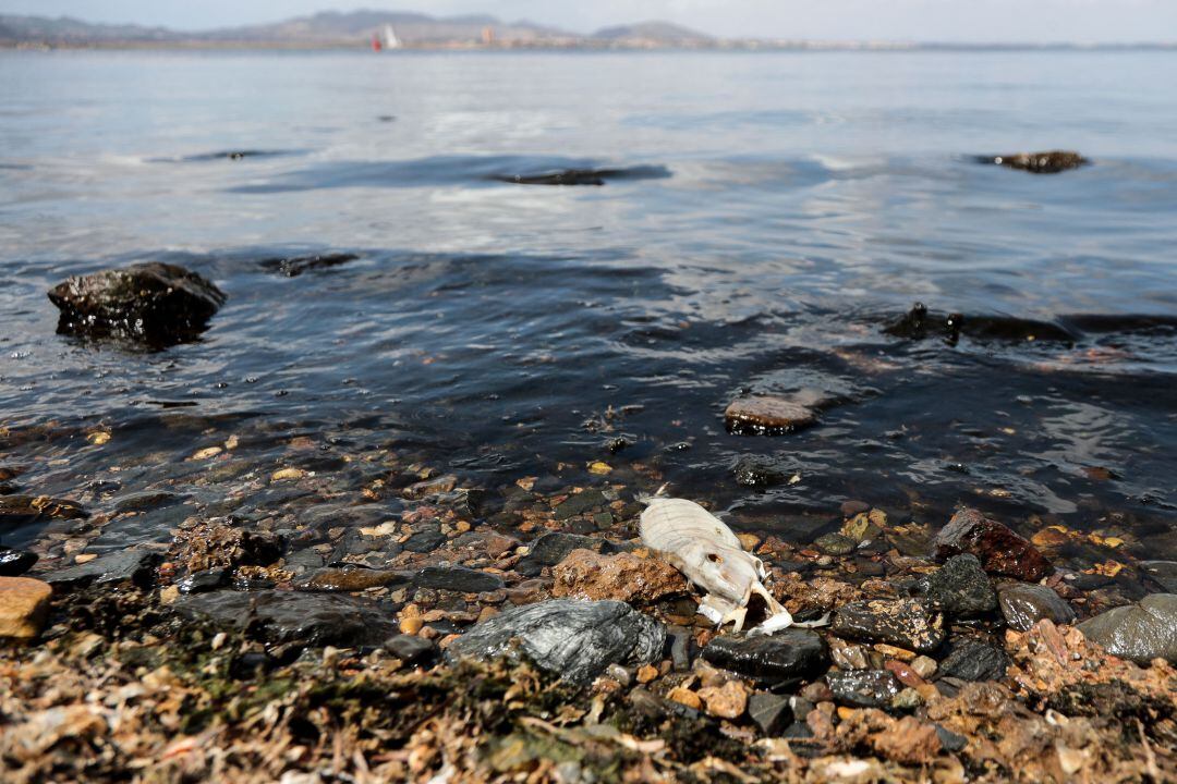 Imagen de archivo de la situación del Mar Menor tras la crisis ambiental de este pasado verano