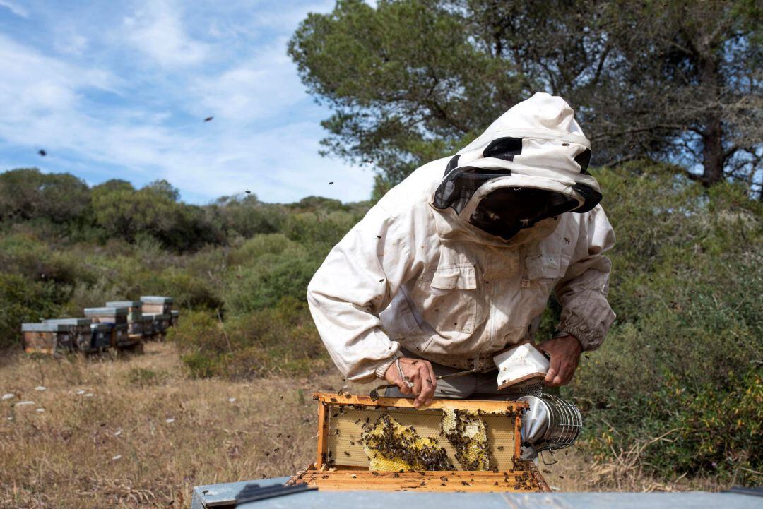 La producció de mel a Menorca ha patit un fort retrocés per la sequera.