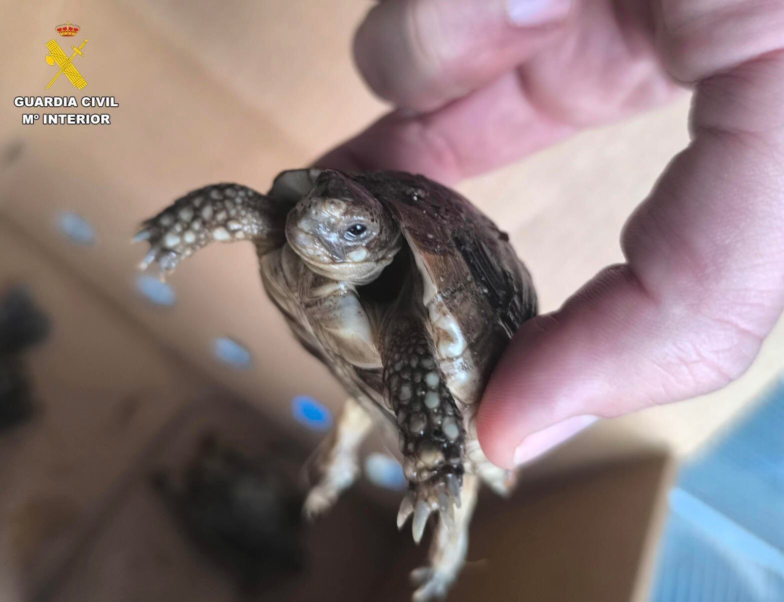 Investigado por tener 40 especies de pájaros y 11 tortugas protegidas en una nave de Paracuellos de Jarama