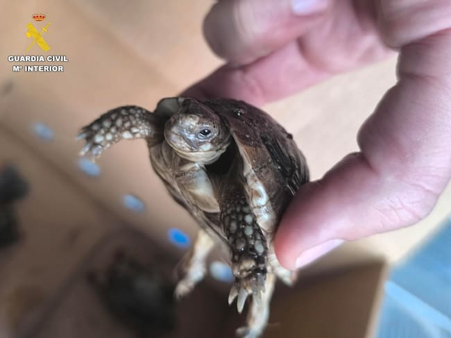 Investigado por tener 40 especies de pájaros y 11 tortugas protegidas en una nave de Paracuellos de Jarama