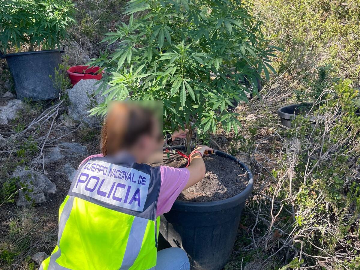 Detienen a un hombre que tenía una plantación de marihuana en el cementerio de Ibiza