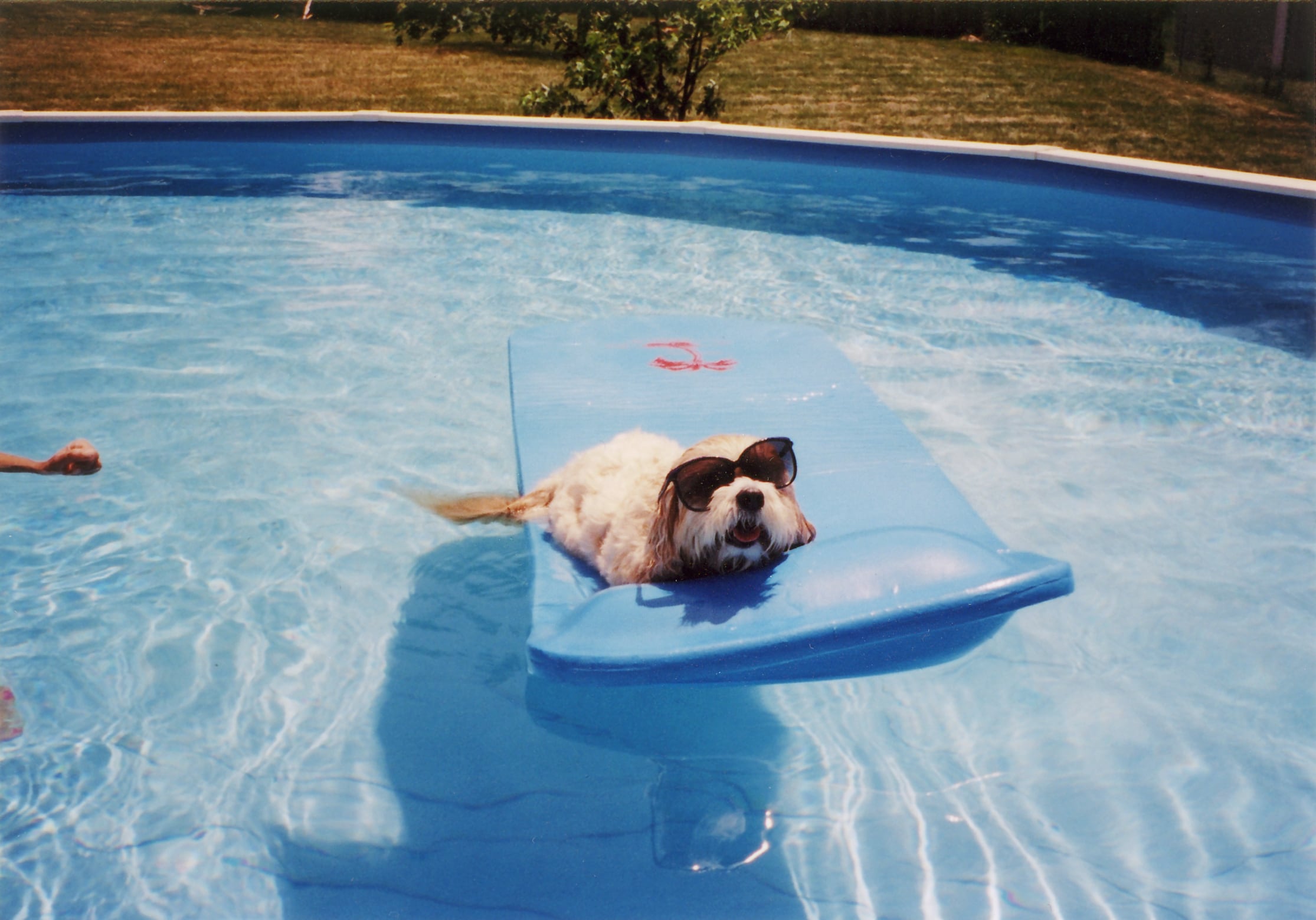 Un perro descansa en la piscina.