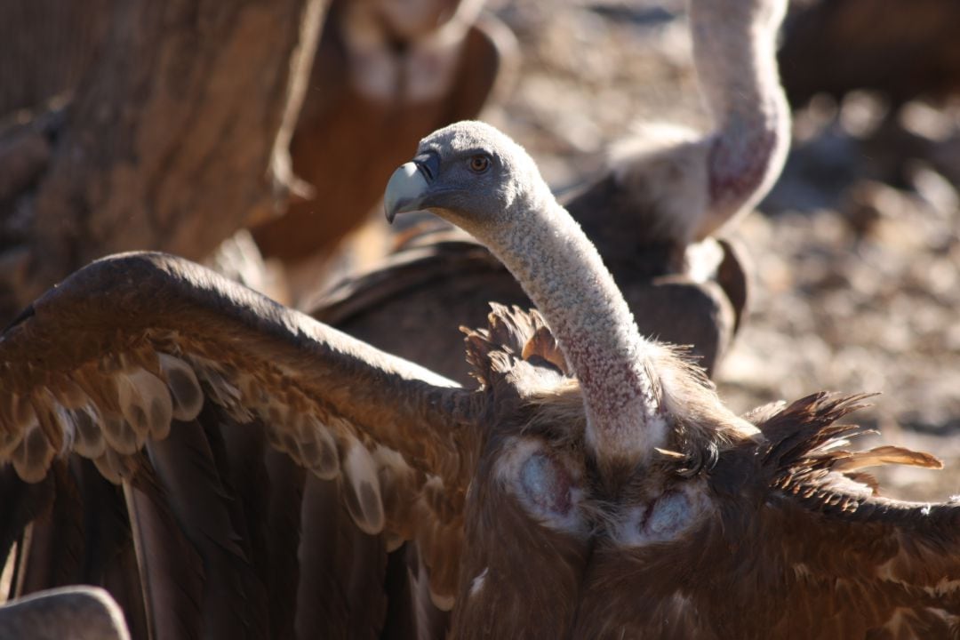 Buitres leonados en el comedero de WWF en el Refugio de Montejo.