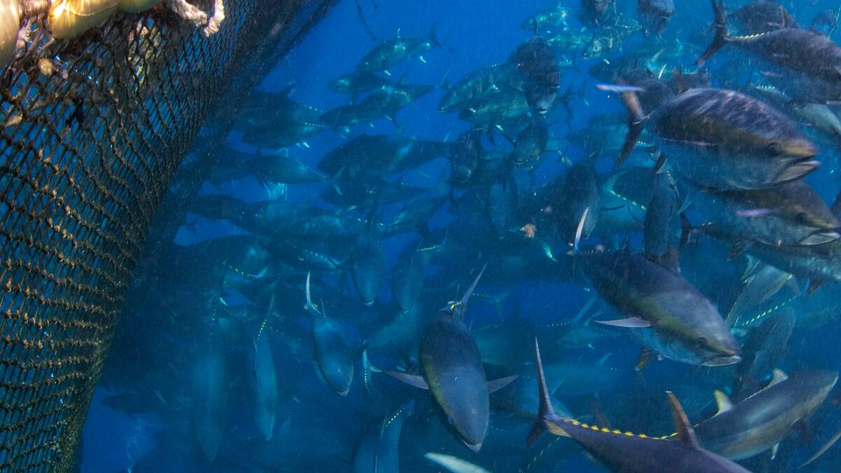 Los pescadores de Tarifa reclaman la transmisión de cuotas del atún rojo