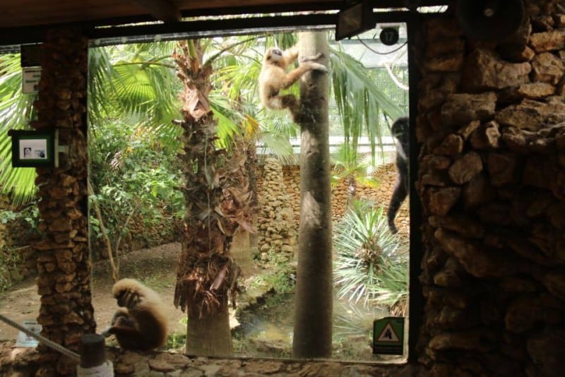 Animales en el zoo de Castellar