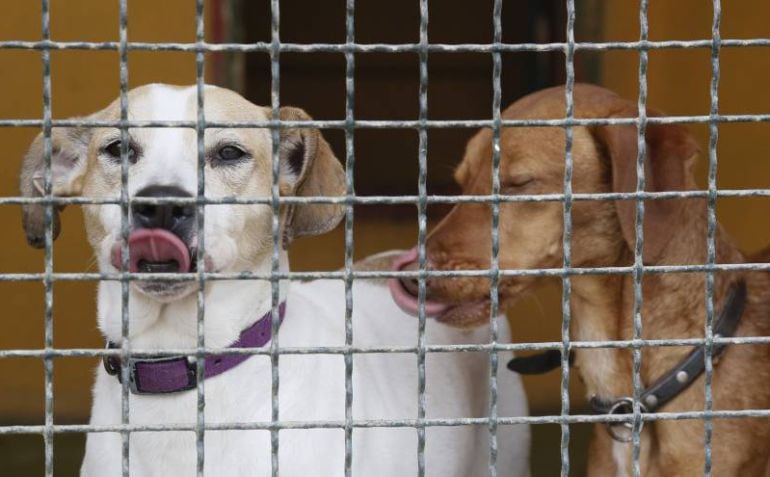 La perrera de Maó se ha ampliado para acoger más gatos.