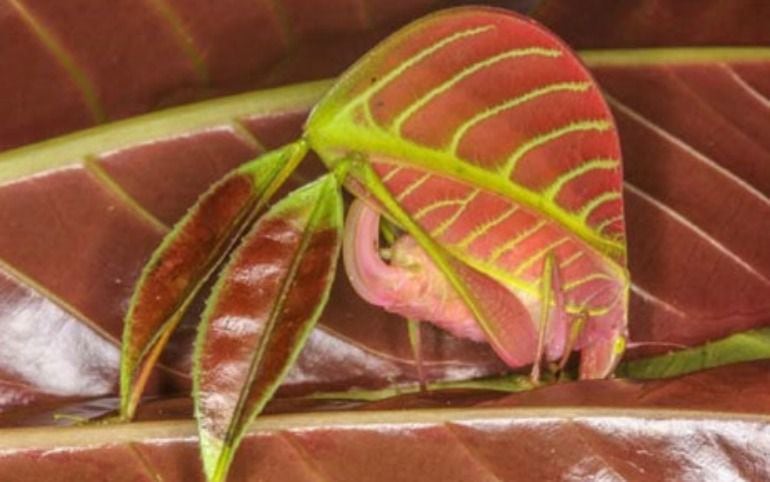 FOTOGALERÍA | Una planta que parace sangran cuando se la corta es una de las 10 especies más raras descubiertas en el 2016.