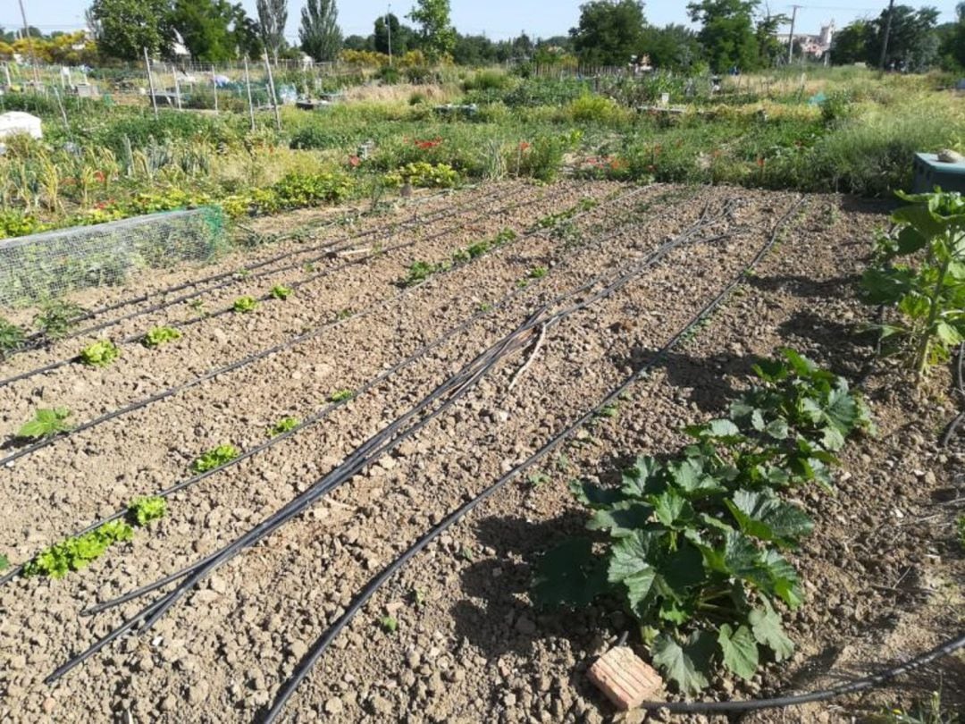 Se prohibe cultivar huertos