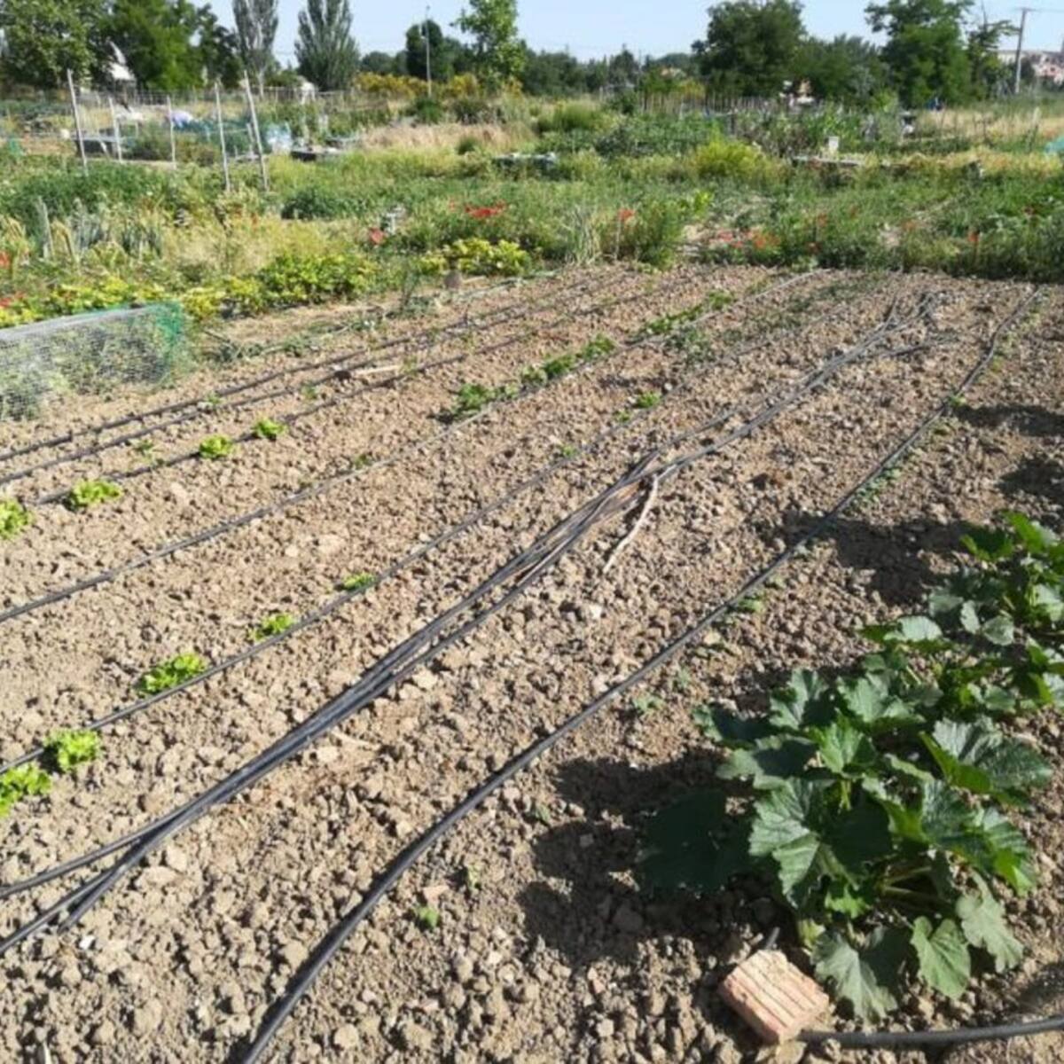 La Subdelegación del Gobierno aclara que los desplazamientos a huertos domésticos no están permitidos