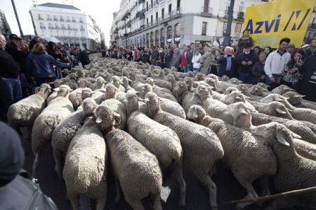 Los rebaños de ovejas pasan por la Puerta del Sol de Madrid con motivo de la Fiesta de la Trashumancia