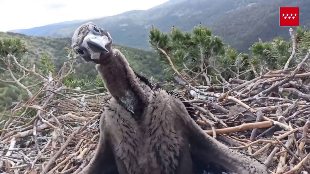 Elisa Miguel, concejala de Cultura de Tres Cantos habla sobre la exposición de la Sierra de Guadarrama en el aula 'Las Vaquerizas'.