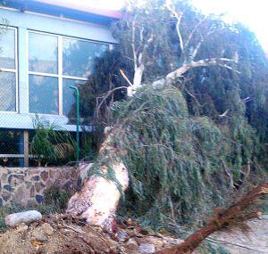 Árbol caído en Arguineguín