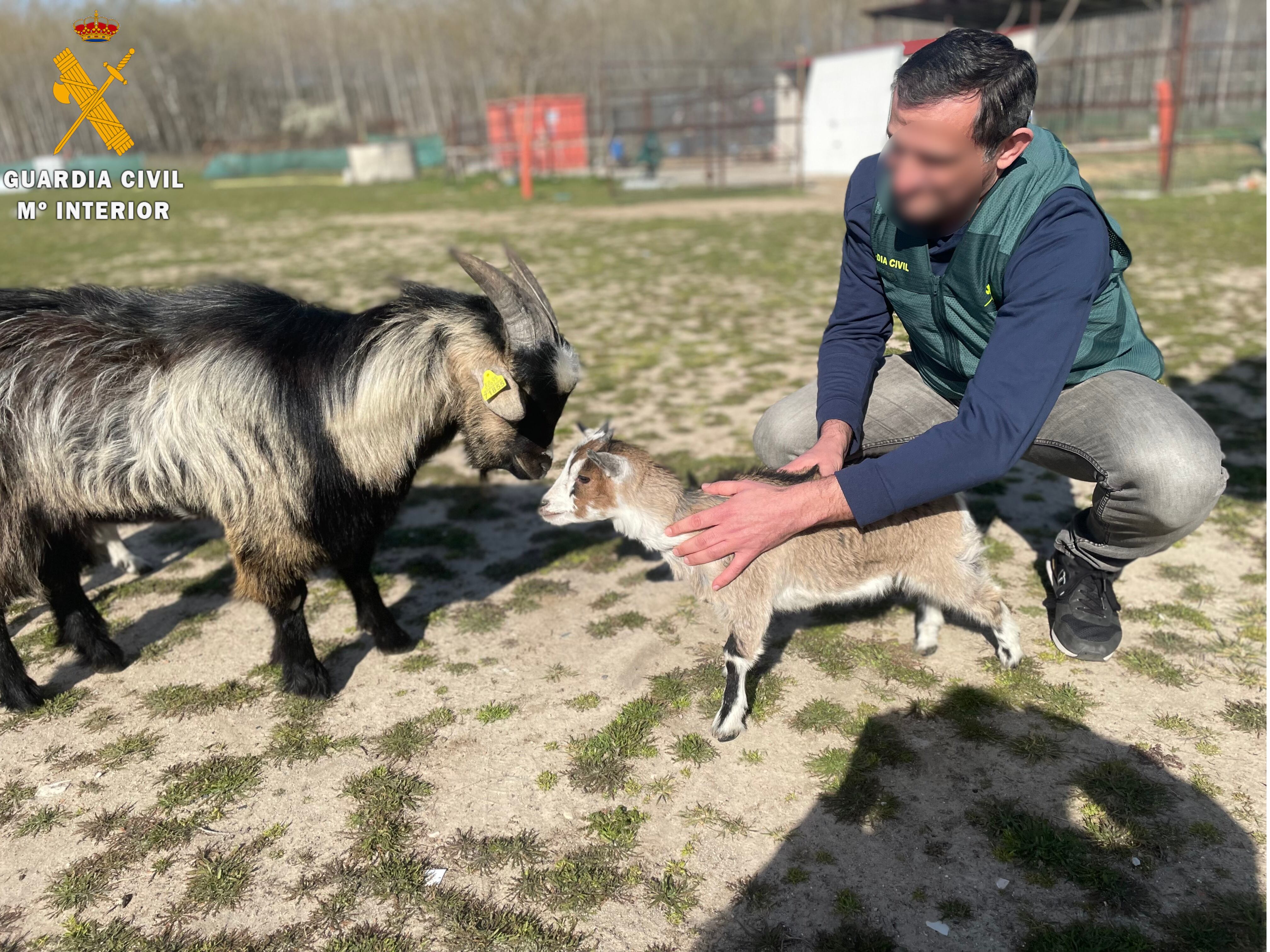 Momento de la devolución por parte de la Guardia Civil de la cabra enana que fue sustraída en Hontanares de Eresma