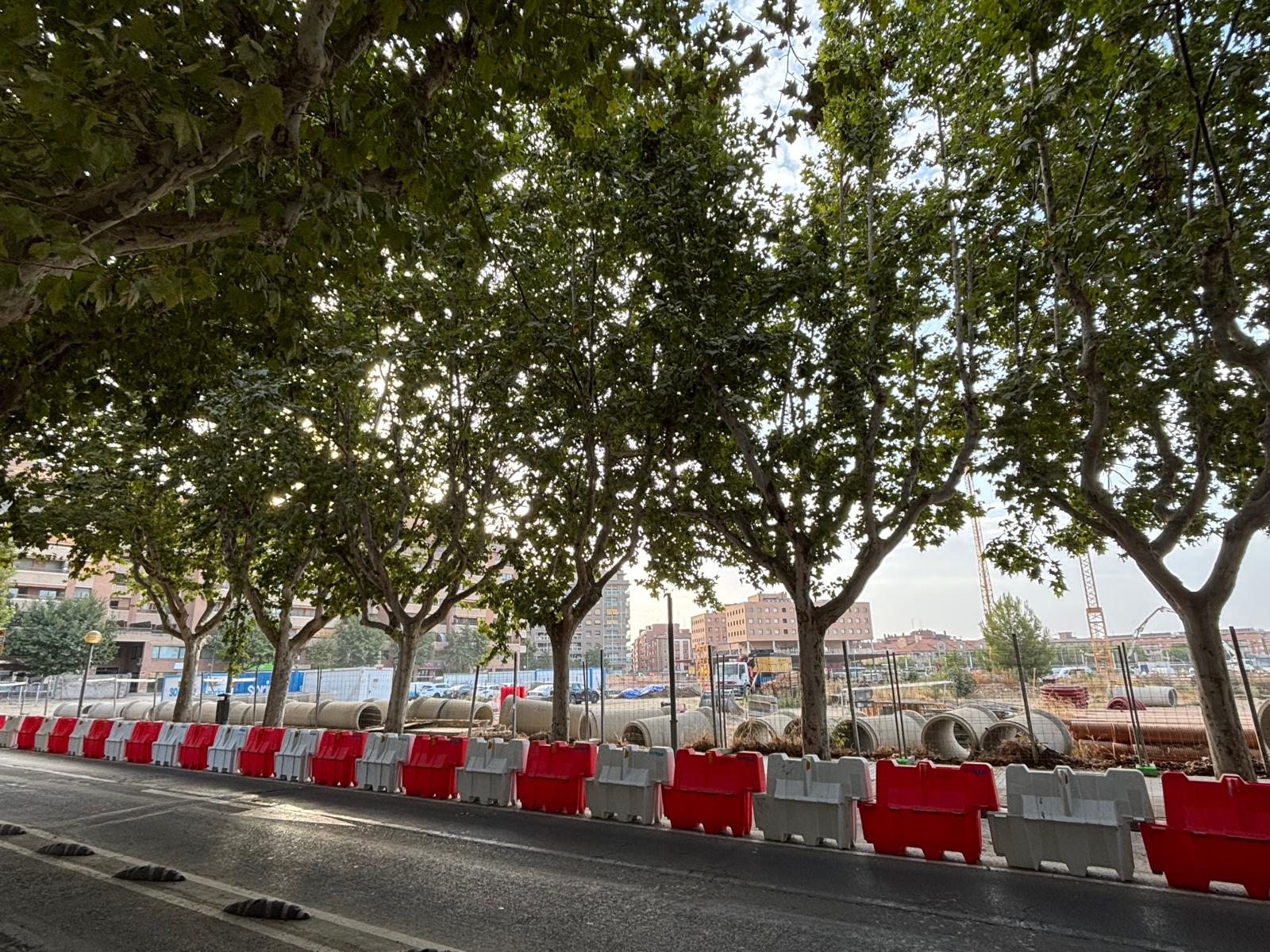 Grupo de árboles que está previsto talar en Martínez de Velasco