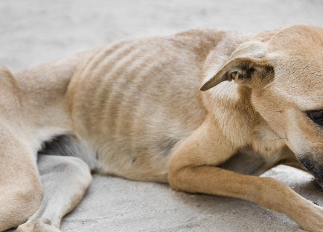 Los casos de maltrato animal aumentan durante la pandemia del Covid19