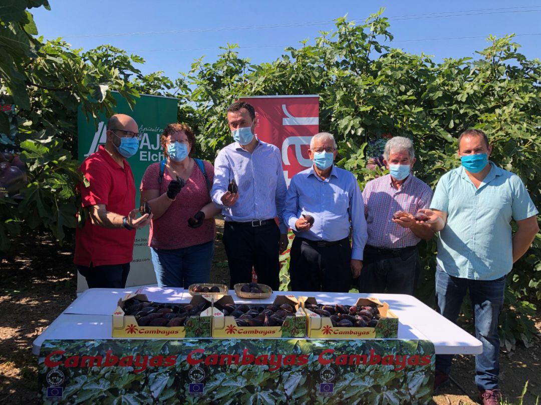 Presentación de la campaña de Higos y brevas del Camp d'Elx