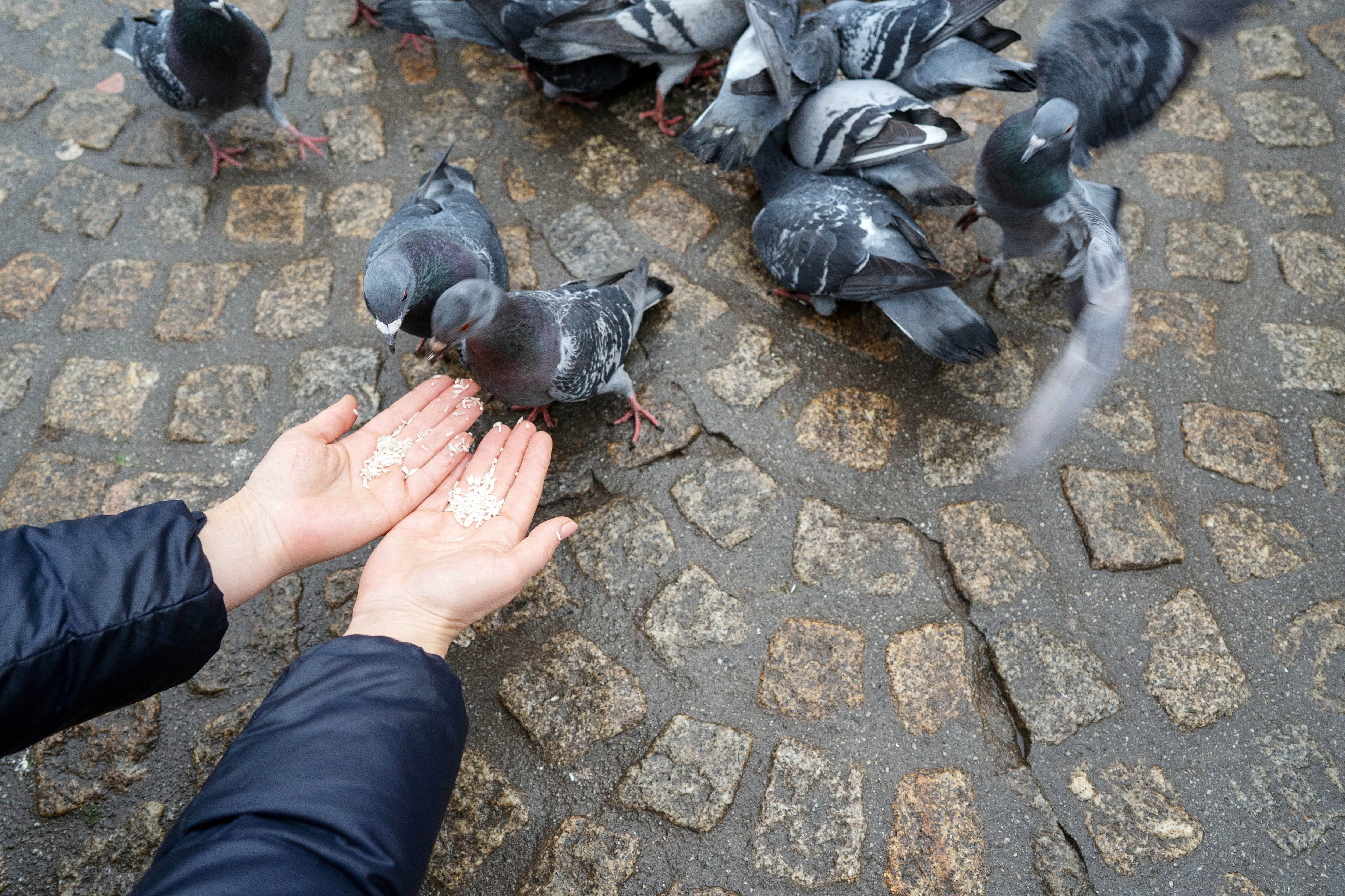 Woman in the main square of the old city feeding a flock of doves with rice. Netherlands on vacation. Selective focus