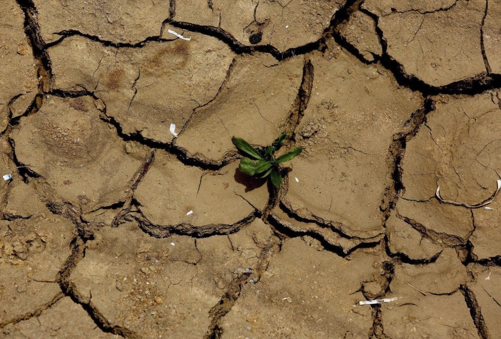 Una planta crece entre la tierra seca, durante una ola de calor en la localidad de Gauribidanur, en el distrito de Doddaballapur, India.