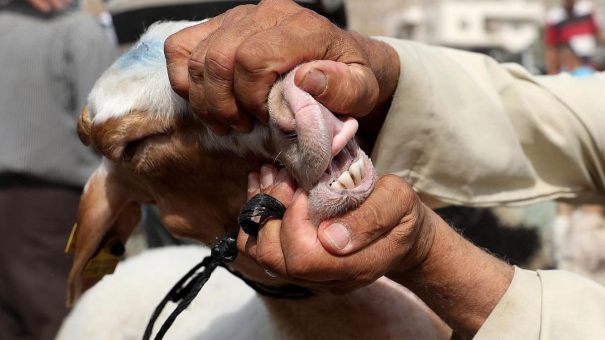 Fiesta del cordero en Navarra (03/08/2020)