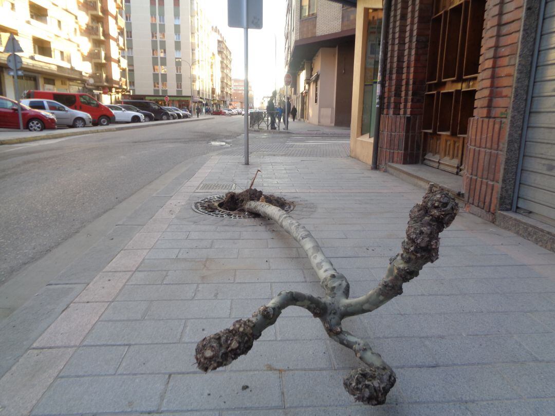 El árbol ha amanecido arrancado de cuajo