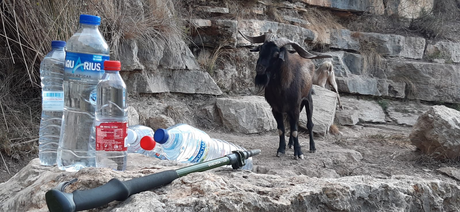 Una de las cabras a las que Lluís Ferrando da de beber cada día.