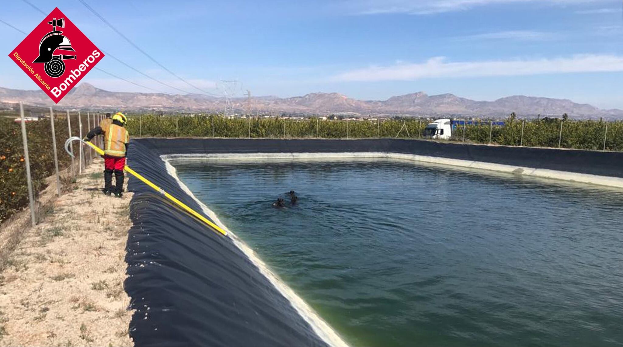 Rescatan a un jabalí en Riola (Valencia) cuando estaba a punto de ahogarse.