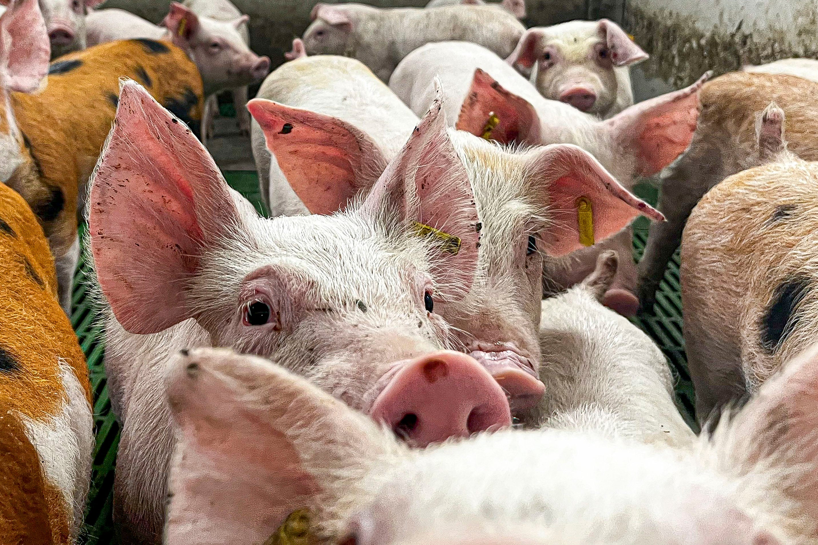 Aragón ha reforzado las inspecciones y el control de bioseguridad en las explotaciones porcinas tras los casos de peste porcina africana detectados en Cataluña