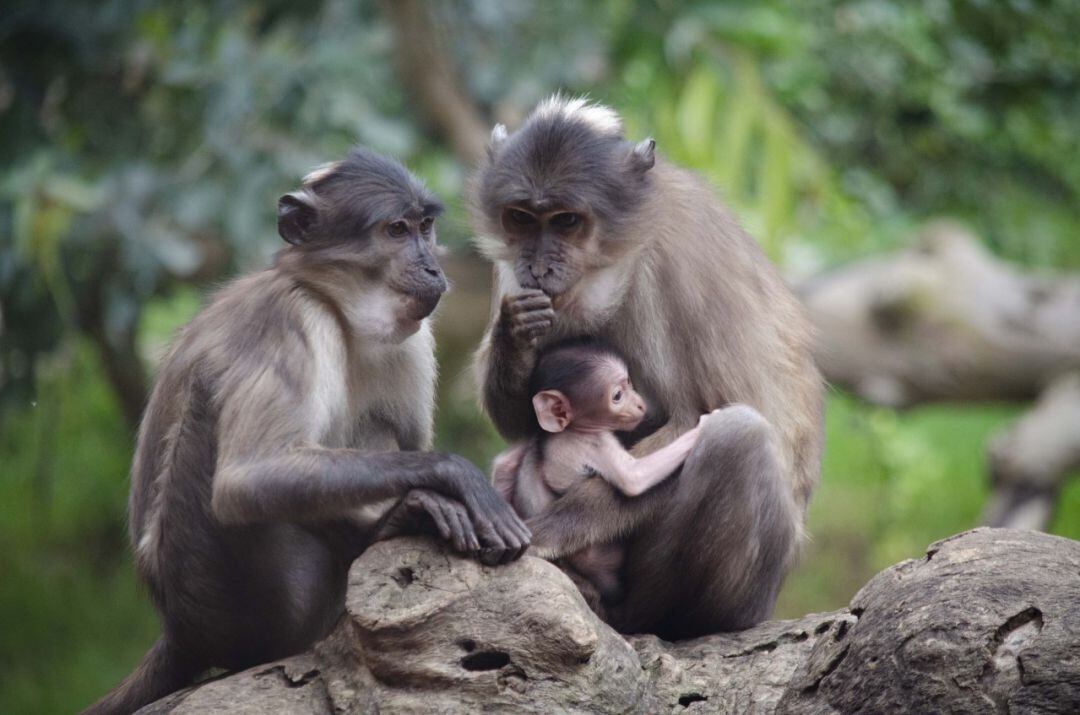 Bebé de mangabey de coronilla blanca (Cercocebus lunulatus) nacido en Bioparc, con su madre