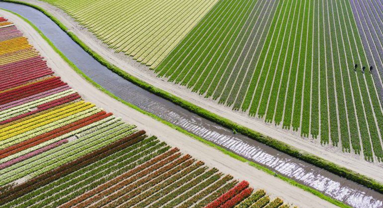 &#039;Tulip fileds&#039;, una de las fotografías premiadas por el concurso. 