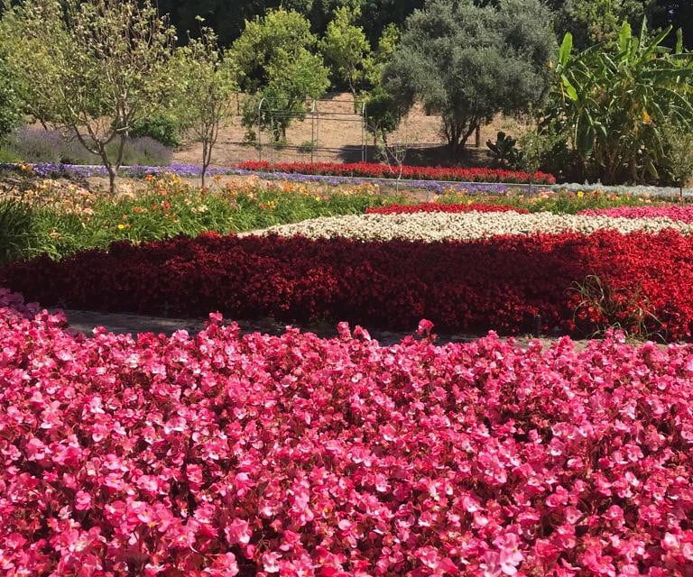 Jardín Botánico Histórico La Concepción (primavera 2023)