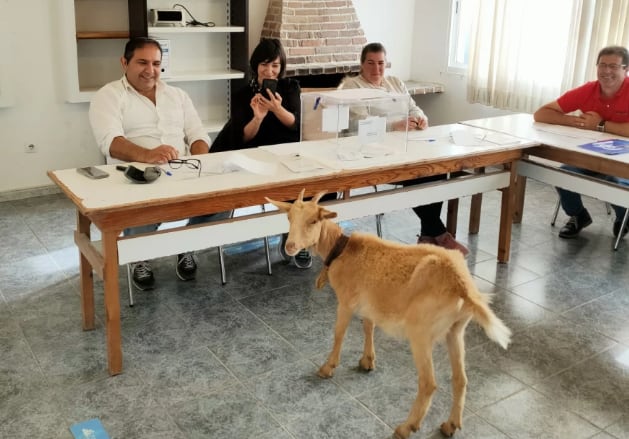 Una cabra se cuela en un colegio electoral en Setecoros (Pontevedra).