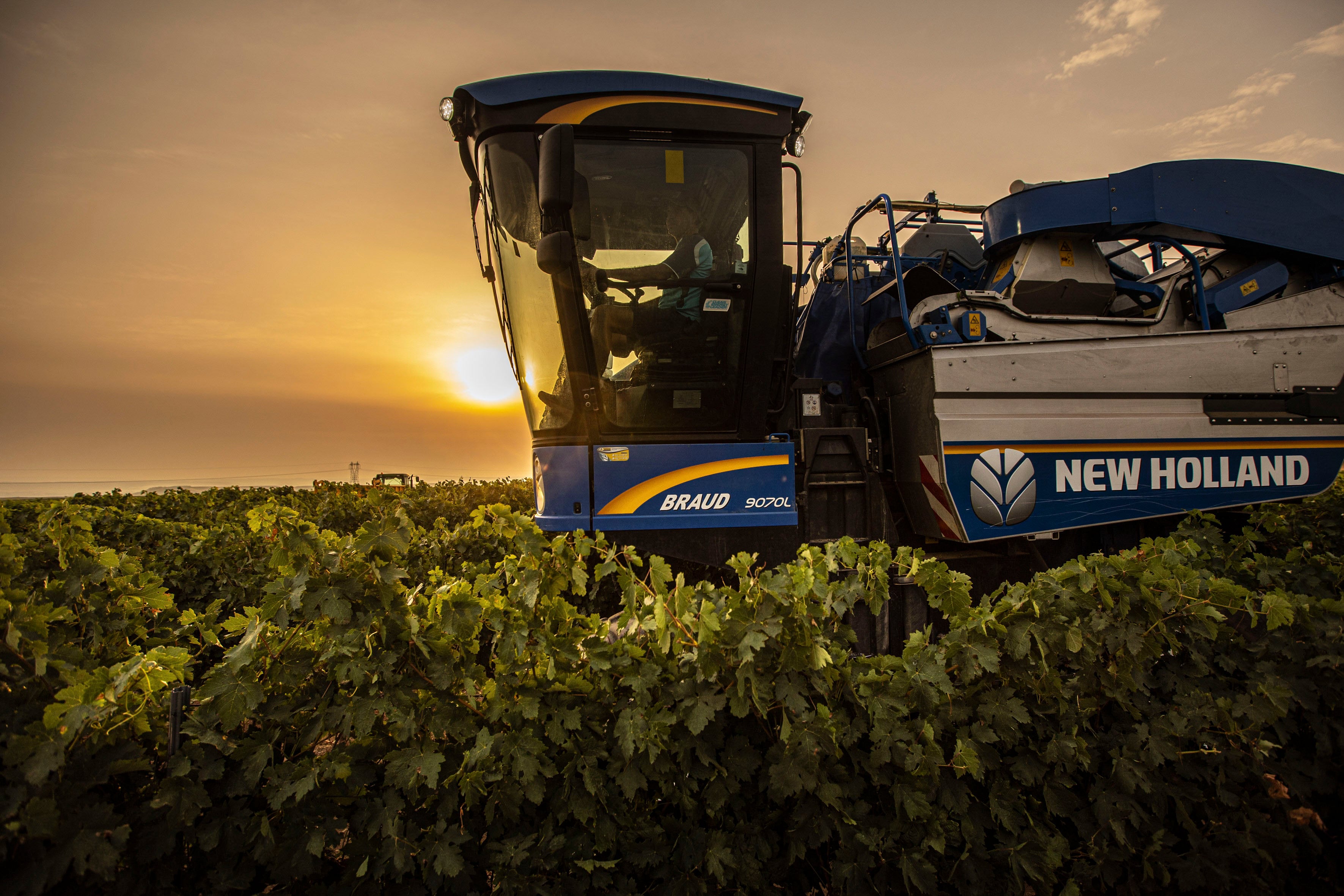 LOGROÑO, 18/08/2025.- Comienzo de la vendimia, este lunes, en la localidad riojana de Aldeanueva de Ebro. La Denominación de Origen Calificada (DOCa) Rioja afronta una de las cosechas más cortas de su historia, en especial, en la uva tinta, debido al severo ataque de mildiu, los problemas de fertilidad en la planta y los pedriscos, pero con perspectivas de obtener calidad por el buen estado sanitario que presenta actualmente el viñedo. EFE/ Raquel Manzanares
